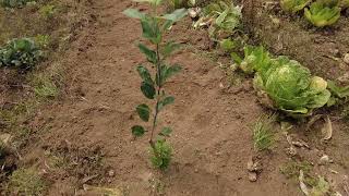 Update sa ating field grafted apples