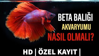 BETA BALIĞI │ KAVGACI SİYAM BALIĞI │ BETTA FİSH │AKVARYUMU NASIL OLMALI │  VLOG  │AKVARYUM KURDUM  │