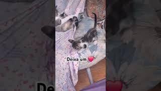 #pets #adote #cat #animal #animalspecies #gatos #adoteumgato #funny #yourcat #natal #brasil