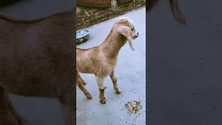 bakra #shorts #viral #bakra #bakridmubarak #animals #goat