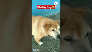 chubby Dog #shorts #dog