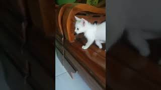 Mata Kucing Beda Warna Sebelah