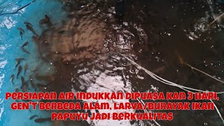 NGURAS KOLAM, NGAMBIL IKAN BETOK/PAPUYU PREMIUM, PEMIJAHAN GEN'T BERBEDA ALAM, LARVANYA JADI BERMUTU