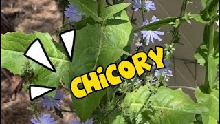 My Chicory Grew! Coffee Substitute in the Works!