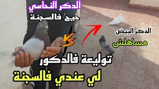 توليعة مسائية طلقت الدكور فالسطح بوحدهم دكر البيض والنحاسي حيحو 🤯