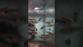 Glowlight Rasbora