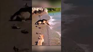 Heroic Dog Saves Sheep in Daring River Rescue #shorts