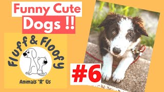 Funny cute dogs 6! Cute Puppy plays in fountain, Bassett puppy dog hops down stairs & more! #shorts