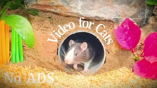 Calm Cat | Watch Mouse Loves Piano Music, Burrowing and Running Continuously