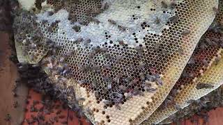 this was the biggest open air hive we've ever seen! 100k bees!