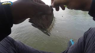 MANCING IKAN BARONANG HARUS BARHATI HATI || JEMPONG MANCING#JM-39