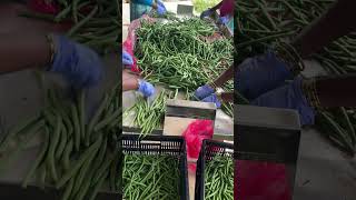 Vegetables collection Centre at Chikmanglaru -: Karnataka