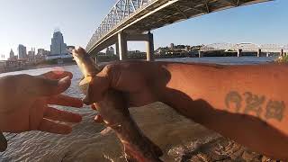 Itsy bitsy tiney wieney flathead...Ohio river Newport,Ky