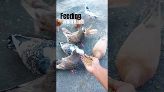 Feeding Pigeons from Hand ❤️❤️