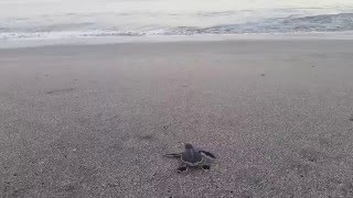 Green Sea Turtle Hatchling Crawls To The Ocean