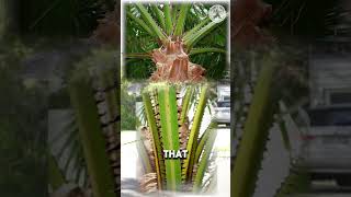 The Expert’s Guide to Planting Safe Palms – Avoid Date Palm Hazards!