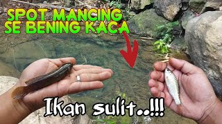 IKAN SULIT.!! SPOT BELUM SEMBUH | Mancing wader dan channa limbata