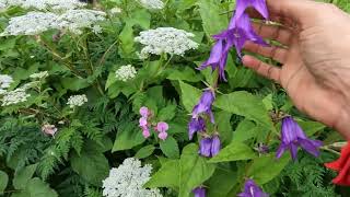 Valley of Flowers, Uttarakhand, August 2024