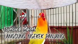 LOVEBIRD GACORR , LANGSUNG NGEKEK PANJANG DAN FAIGHTER