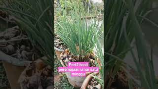 part2 hasil peremajaan umur sstu minggu #berkebun #pertanian #petualangan #