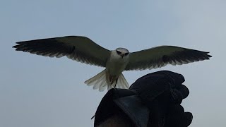 Black winged kite free fly | black shouldered kite free fly | bwk training