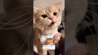 #cat #shortvideo #shorts #youtubeshorts #video #whatsapp #tiktok #tiktokviral #catsoftiktok #viral