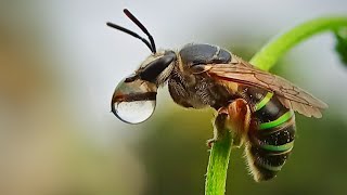 Pearly Banded Bee nectar concentrating behaviour.Read description to know more #bee #nature