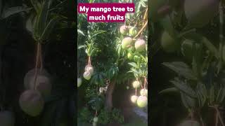 My mango tree alot of fruits #followmyyoutube