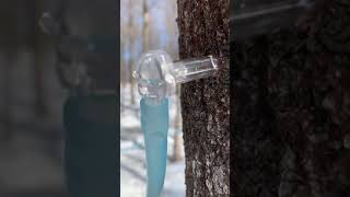 BobRivers Making Maple Syrup - 1 of 2