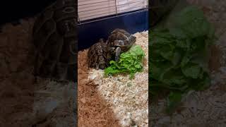 Ping The Tortoise ASMR #pettortoise #tortoiseasmr #tortoisemukbang #petslovers