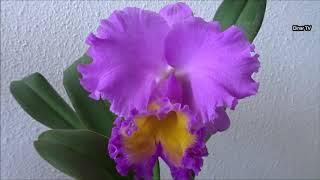 beautiful colors of orchids