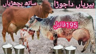 03466152628| cholistani friesian cross cow | sahiwal jersey cross cow | cholistani cow | sahiwal gay