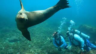 Amazing Scuba Diving Trip to the Sea of Cortez