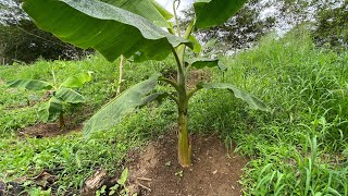 PLATEO (CASIQUEO) EN PLATANO Y BANANO.