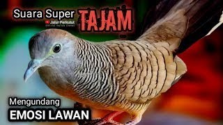 Perkutut Lokal Gacor Suara Kung Besar Pancingan Burung Perkutut Agar Bunyi.