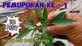 pupuk ini bikin cabe subur di masa vegetatif dan pertumbuhan cepat