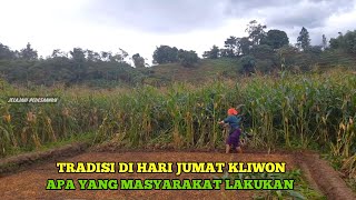 Musim menggarap Sawah Di Kampung Tebas Habis Jagung Dan inilah Tradisi warga Di Hari Jumat Kliwon