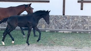 filly by Bon Couer x Bernay  *2022 FOR SALE Oldenburg