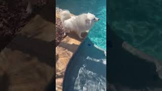 Spunky American Eskimo Dog