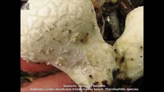 Lycoperdon mammiforme. Champimaginatis. English Text.