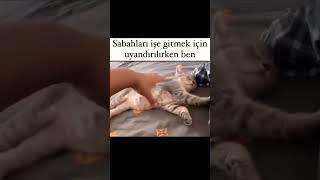 Bu benim diyen beğendi bile👉#öneçıkar #shorst #sessizyazar #keşfet #sabah #kedi #cat #türkiye #sev