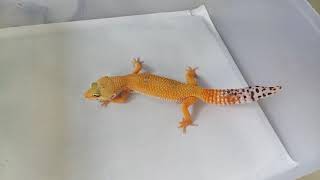 GECKO JENIS TANGERIN DEWASA