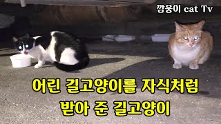 홀로된 새끼 고양이를 따뜻하게 안아준 길고양이