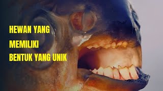 beberapa hewan yang memiliki bentuk yang unik