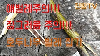 (애벌레주의!!! 징그러움주의!!!) 호두나무 벌레 잡기 - 호두나무 가지 속에 살면서 호두나무를 괴롭히는 벌레를 잡았습니다