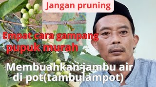 empat cara gampang simpel pupuk murah membuahkan jambu air dipot