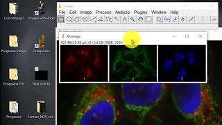 007 Hacer stacks, montajes, animación y crop (Curso ImageJ-Fiji)