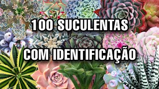 100 suculentas com identificação que talvez você NÃO TENHA NA SUA COLEÇÃO