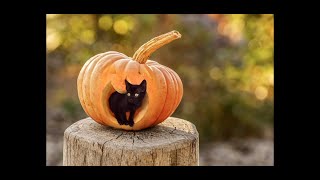 Funniest Cat's -best of the 2022 , baby cats videos, cute cats comedy video,