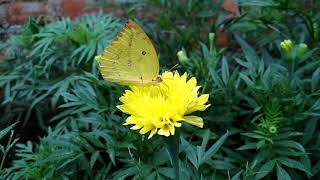 Cyclone Bulbul Effect  Butterfly 2019